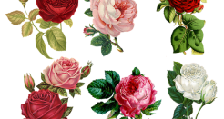 מה הוא מפיץ ריח?