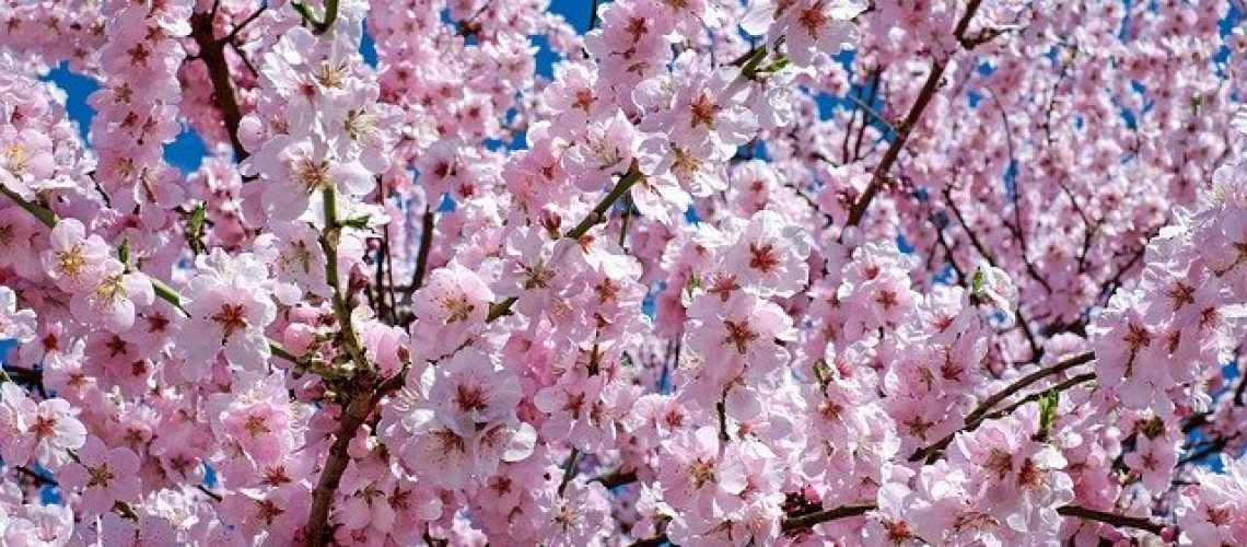 קטיף דובדבנים בעולם