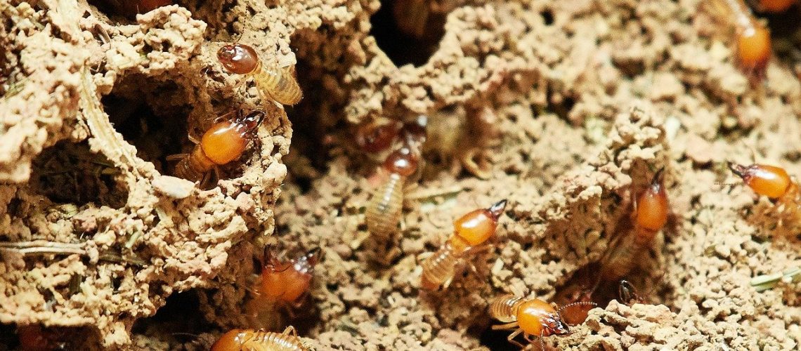 הדברת טרמיטים